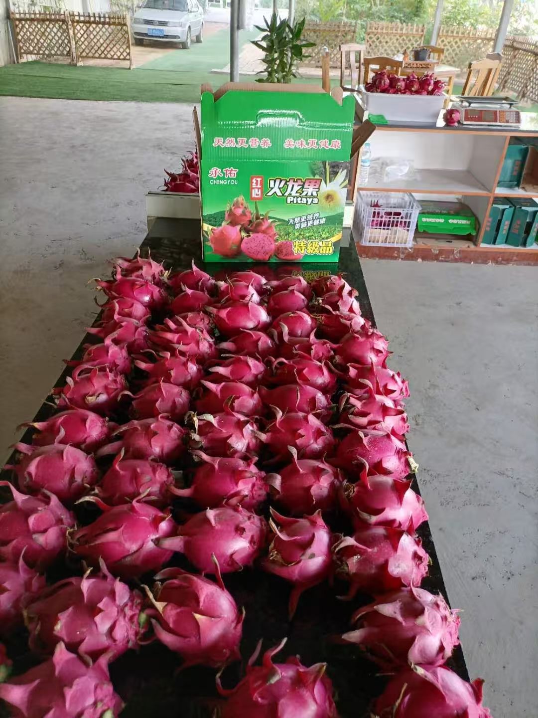 火龙果2