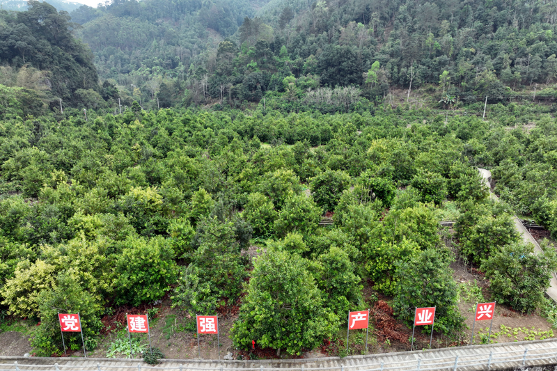 大新县昌明乡东风村板纽屯坚果种植基地。