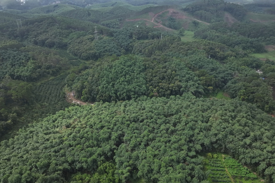 兴业县山心镇蓬塘村麻竹林