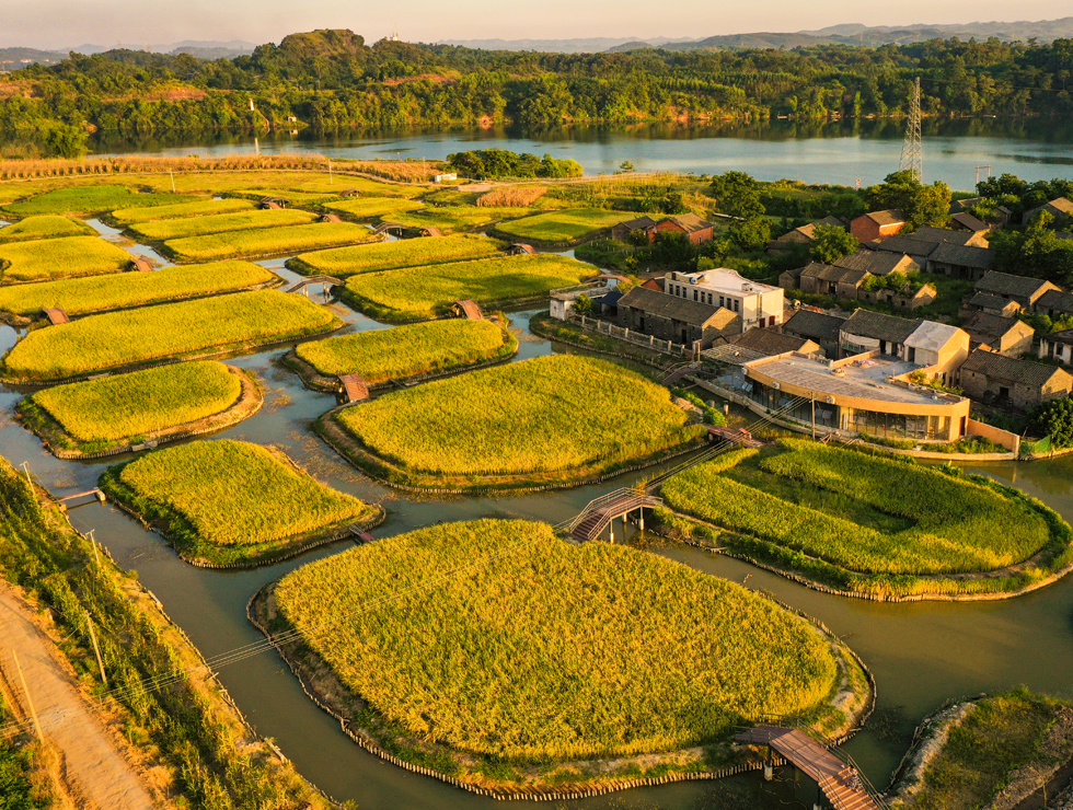 盛夏时节,南宁市江南区三江口景区里,阳光与金色的稻田构成一幅柔美的田园画卷。邓国华摄