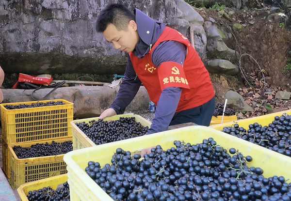 党员志愿者正在搬运毛葡萄。