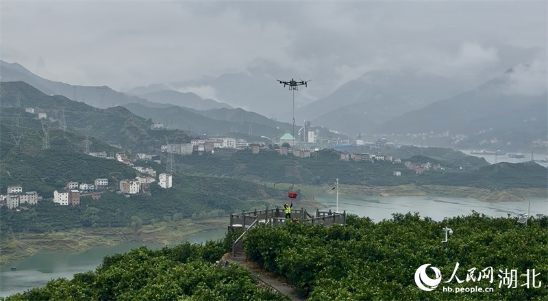无人机吊运脐橙。人民网记者 周恬摄