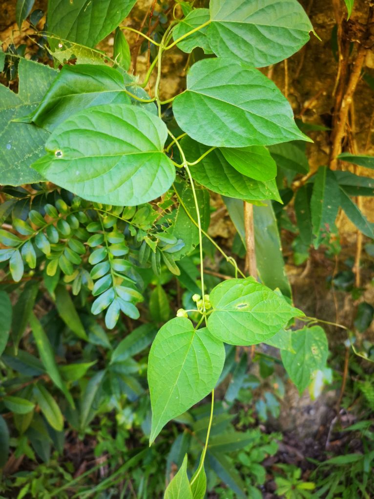 云南发现夹竹imToken钱包下载桃科一新属植物