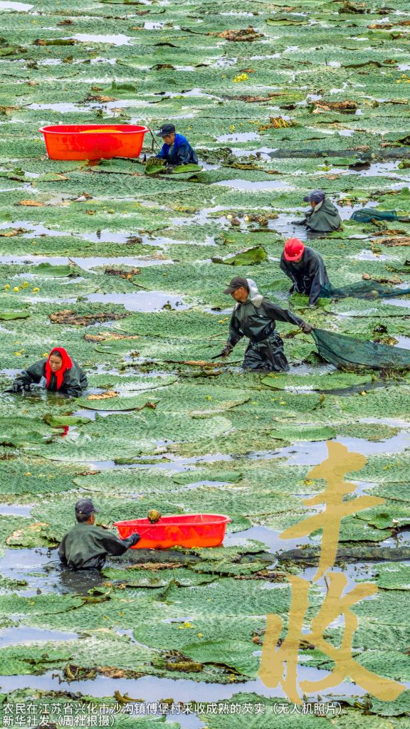 建议收藏,丰收的中im官网国,每一帧都是壁纸