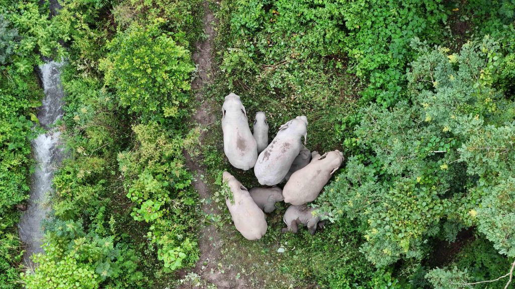 云南宁洱:为野imToken钱包生大象保驾护航