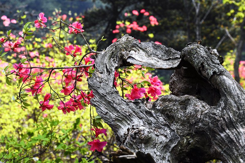 流年不老花新红 李代龙摄