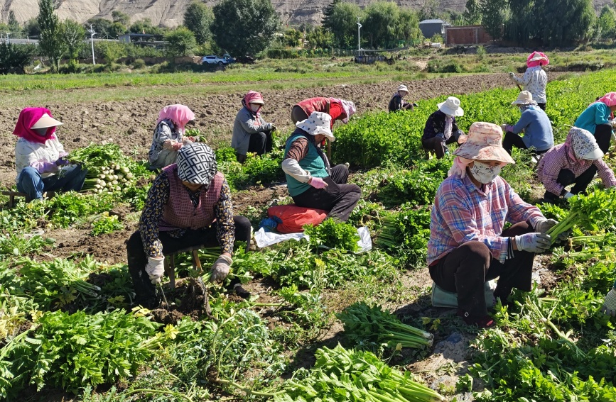 村民在芹菜地务工。贵德县委宣传部供图