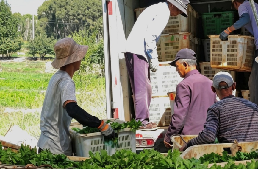 芹菜装车。贵德县委宣传部供图