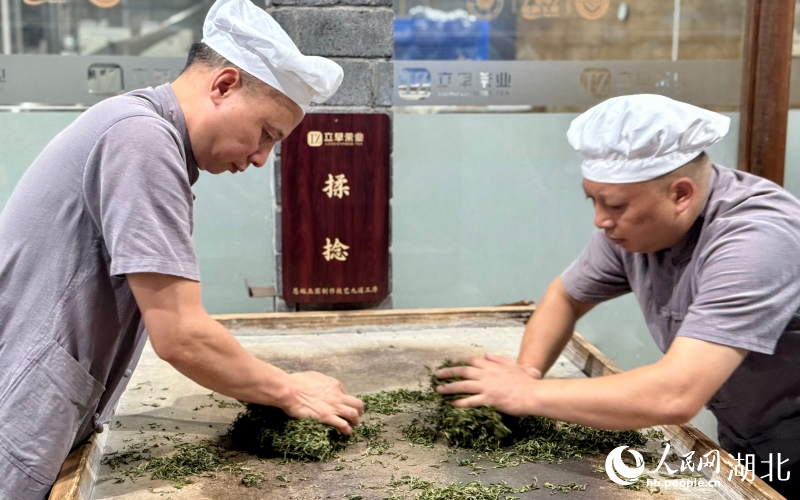 恩施玉露制作车间,工人正在揉捻茶叶。人民网记者 周恬摄
