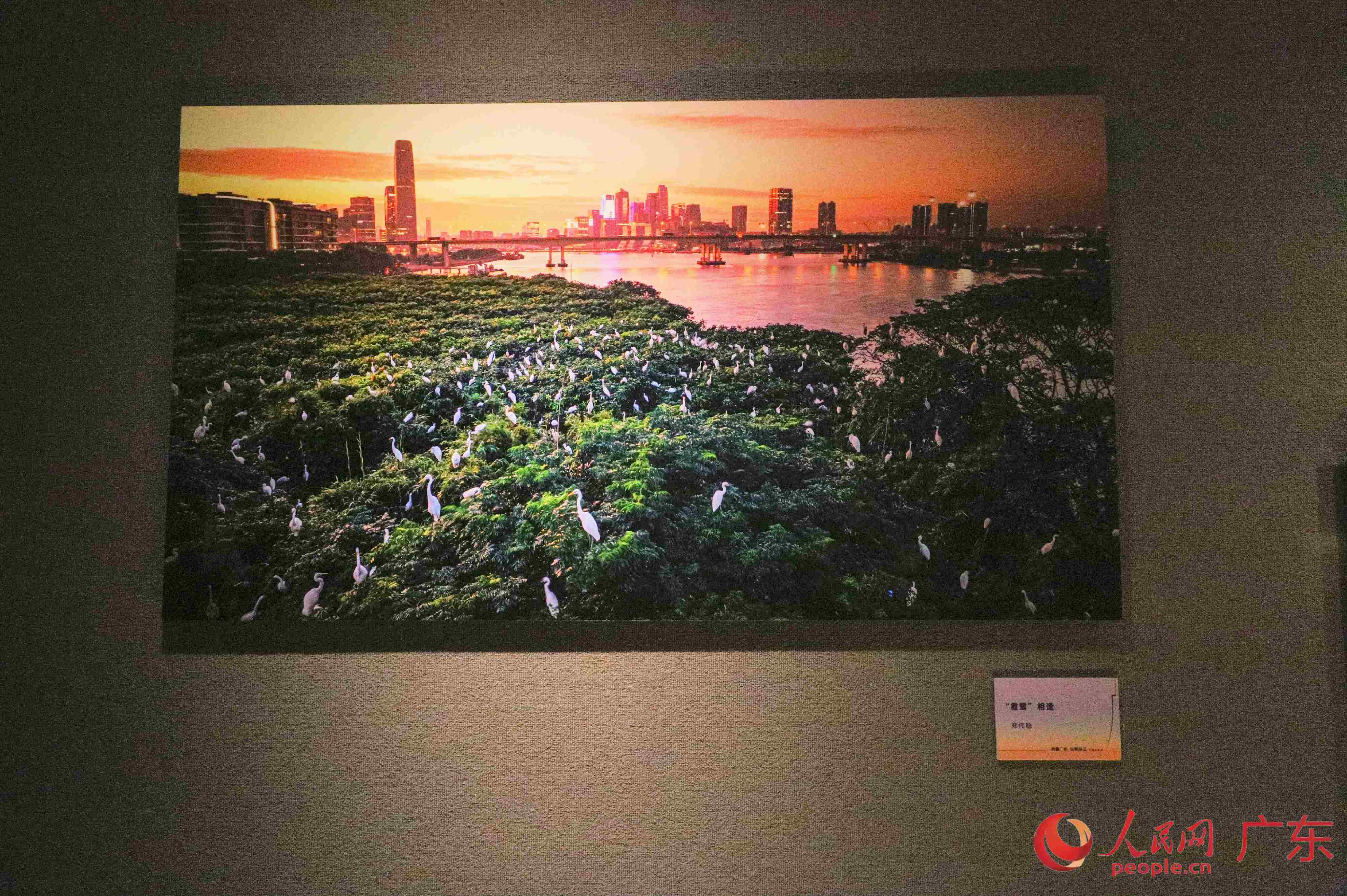 参展作品《“霞鹭”相逢》展现生态广州之美。人民网 杨健楠摄