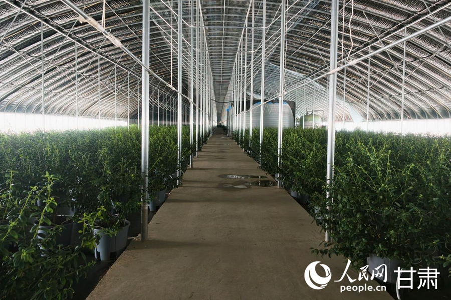 种植蓝莓的智能温室大棚。人民网记者 米媛摄