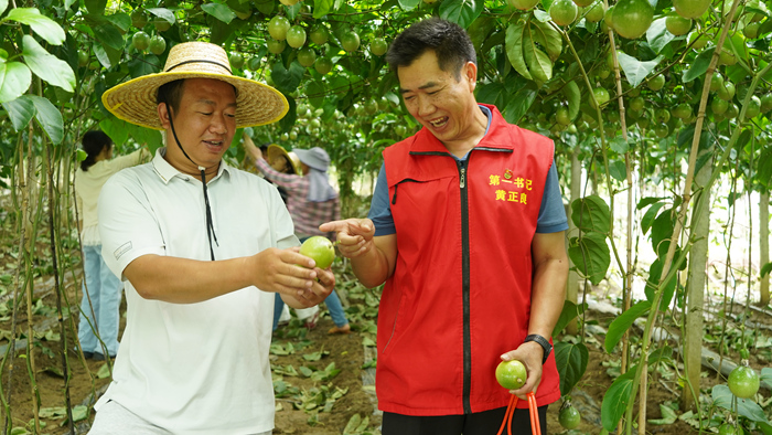 多目屯百香果喜获丰收。那甲镇人民政府供图