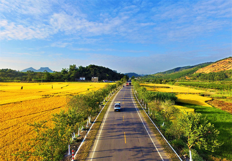 广西柳州融安公路两侧沃野铺金,车辆如同在画中行驶。温厚中摄