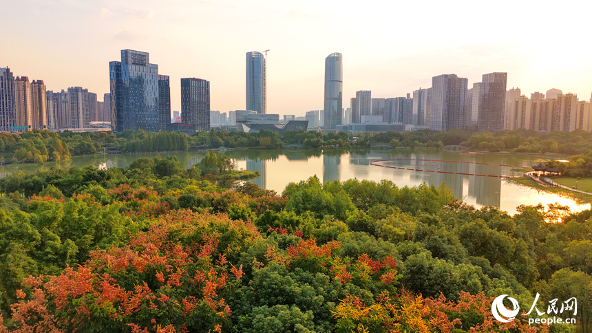 赣州市城区的一处湿地公园秋意渐浓，火红的栾树与秋日艳阳、城市建筑相映成景，构成一幅美丽生态画卷。人民网记者 朱海鹏摄