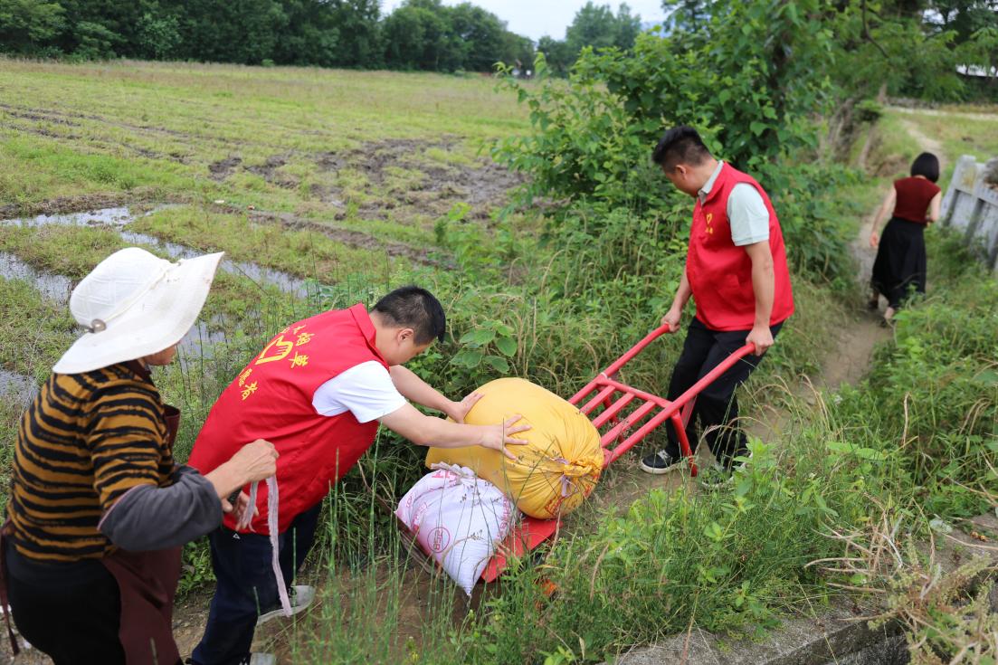 通城烟草志愿者帮助农户抢收油菜籽