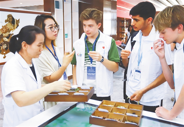 10月3日,来自新西兰的青少年在三亚国际友好中医疗养院学习认识中药材。海南日报全媒体记者 王程龙 摄