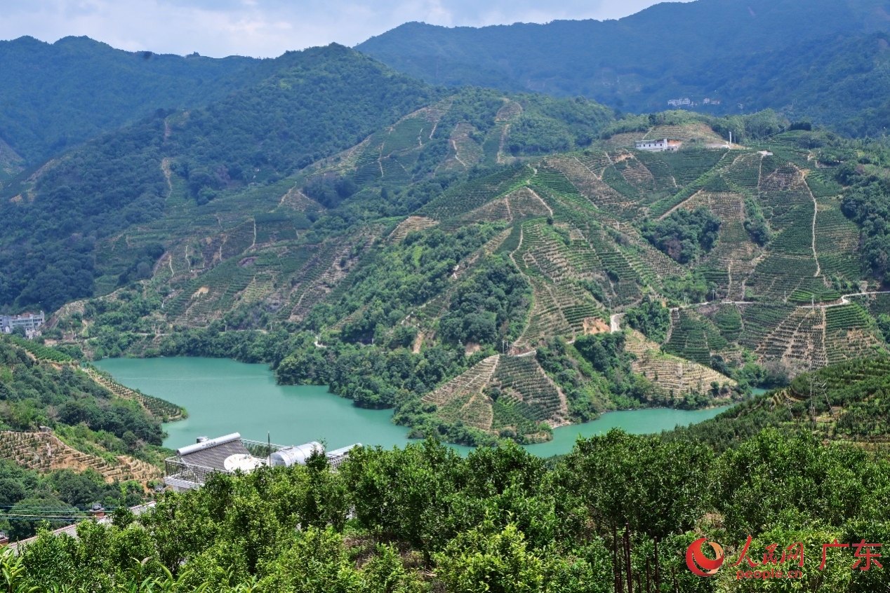 凤凰镇茶叶种植面积达9.11万亩,产量超过1万吨。人民网 李国华摄