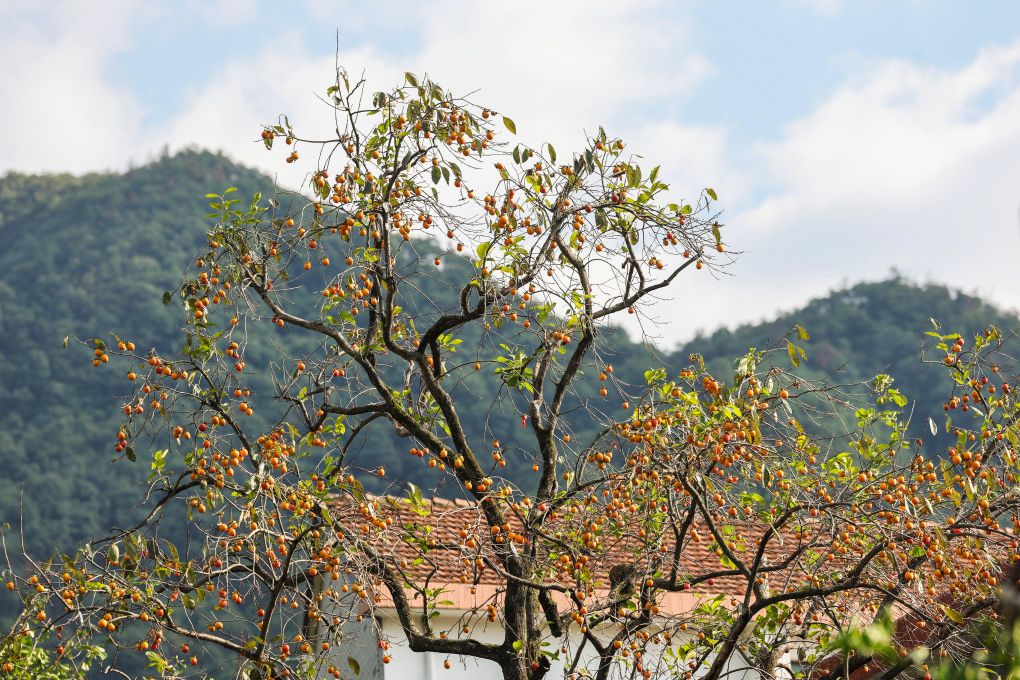 浙江诸暨：乡im钱包村柿子迎丰收