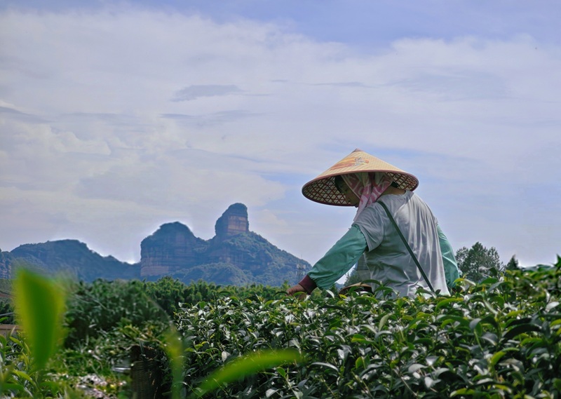 金砂茶园,农户采茶忙。受访者供图