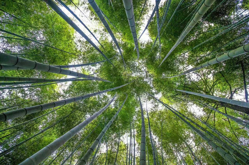 仁化县翠绿竹林。仁化县委宣传部供图