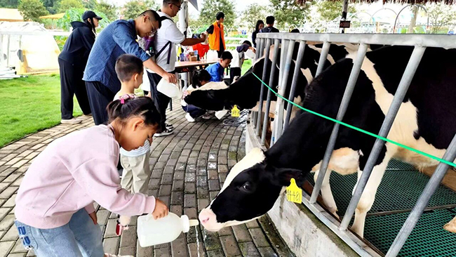 石埠乳业山水牧歌国际牧场，小孩体验喂奶牛。扶绥县融媒体中心供图