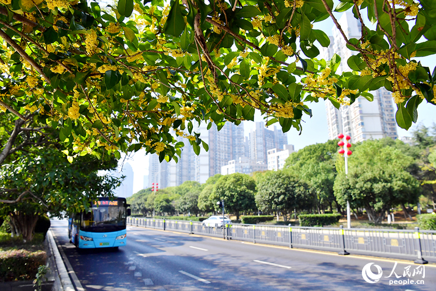 连日来，南昌市红谷滩区赣江大道两侧的桂花竞相绽放。人民网记者 时雨摄