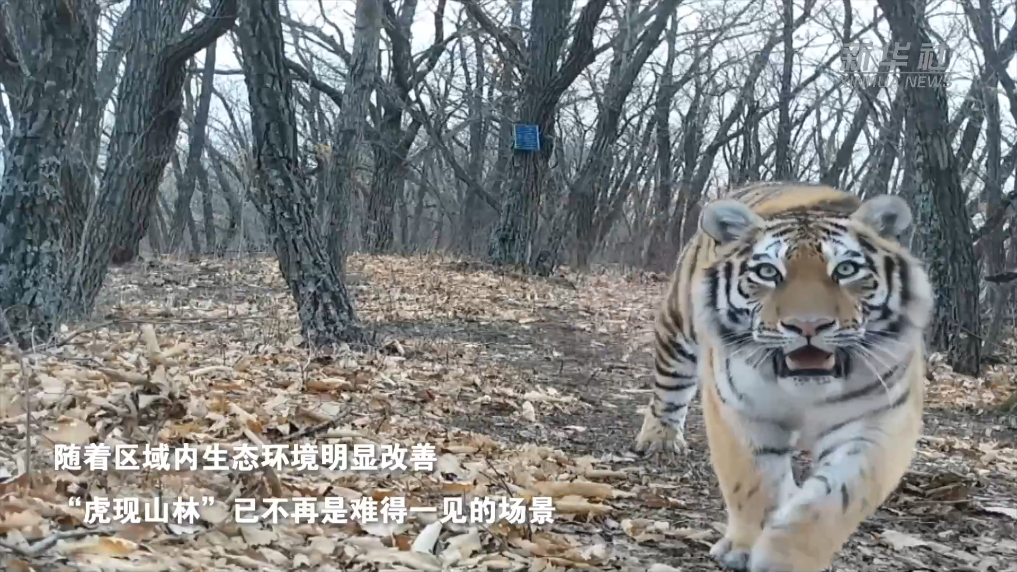 美丽中国行｜黑龙江东imToken钱包下载宁：东北虎豹频现山林间