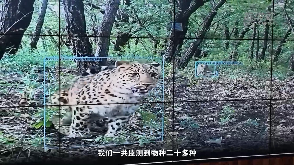 美丽中国行｜黑龙江东imToken钱包下载宁：东北虎豹频现山林间