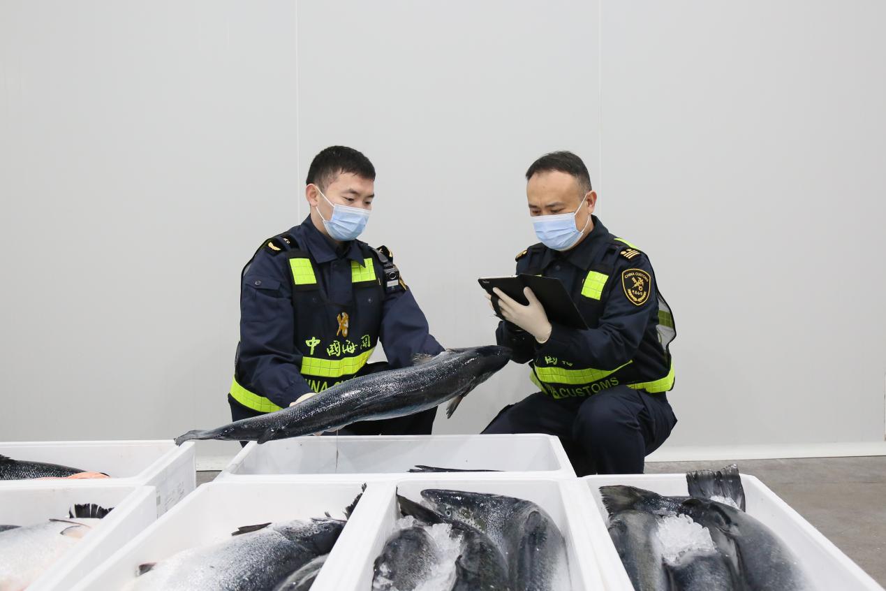海关工作人员对智利进口三文鱼进行查验。 胡云鹤摄