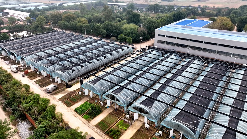 杨庄乡香菇种植基地。马文菲摄