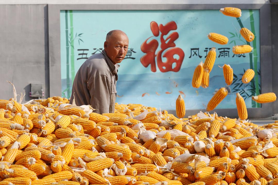 金秋丰景入画来,imToken钱包下载潍坊高密玉米收获忙