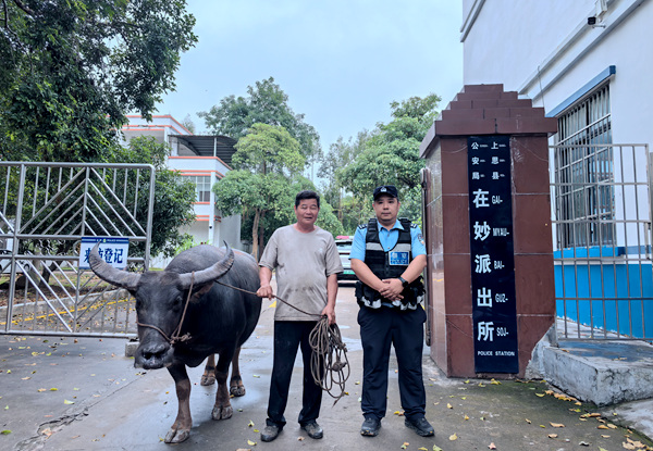 民警将牛交还给失主。警方供图