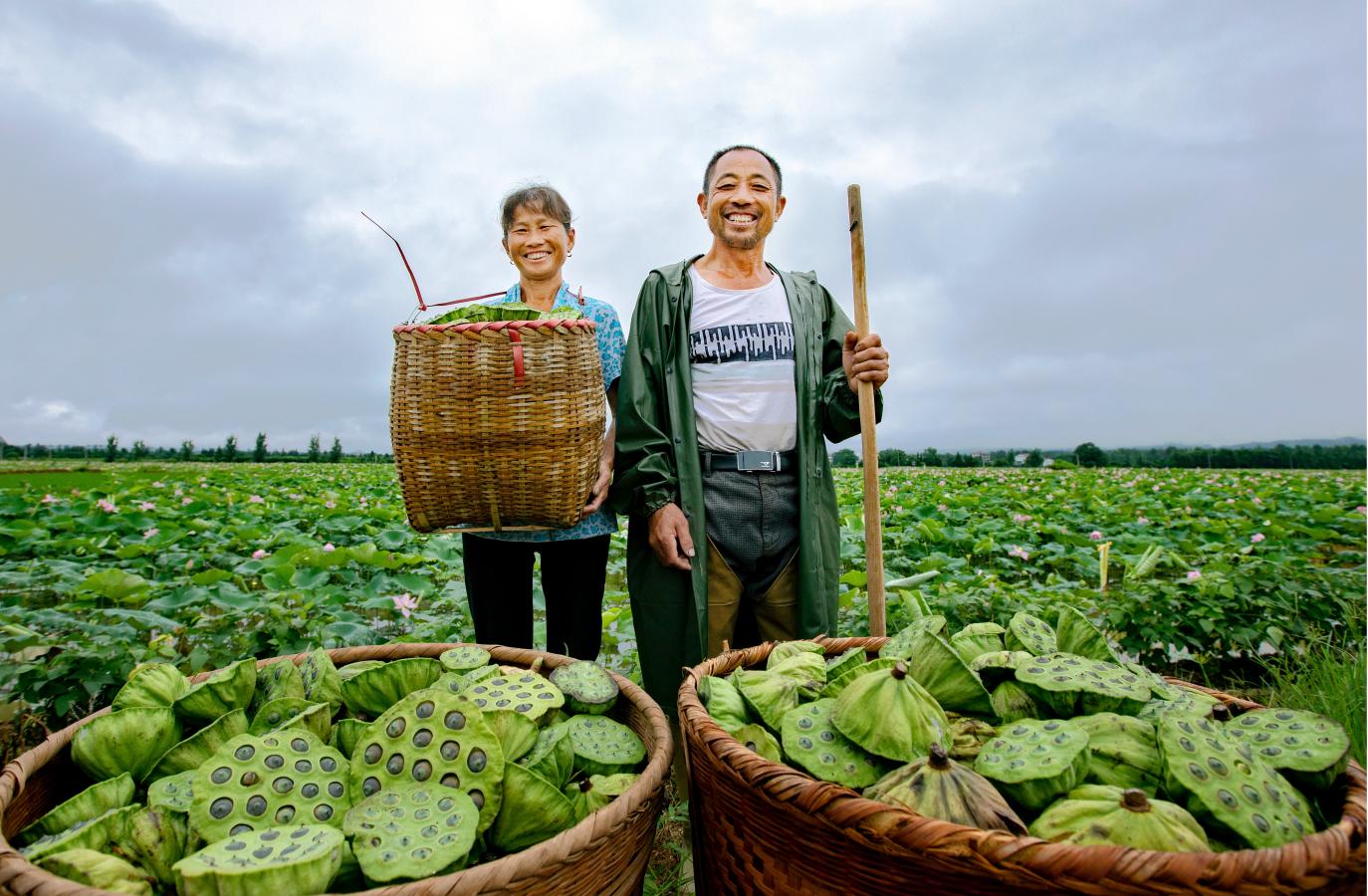 行走赣鄱·县域经济观察丨广im官网昌县:白莲,上天入地闯出新赛道