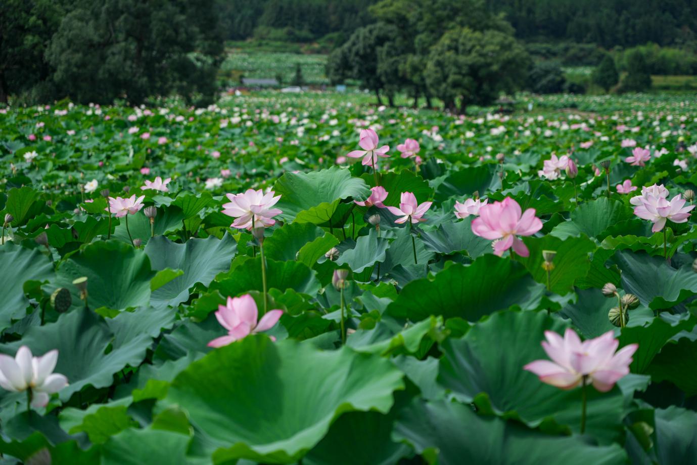 行走赣鄱·县域经济观察丨广im官网昌县:白莲,上天入地闯出新赛道