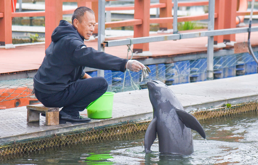 湖北长江天鹅洲白鱀豚国家级自然保护区。黄志刚 摄