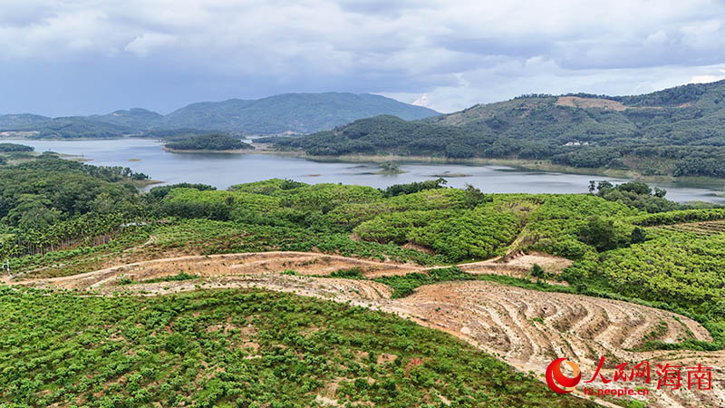 位于海南琼中的森祺制药胆木种植基地。人民网记者 牛良玉摄