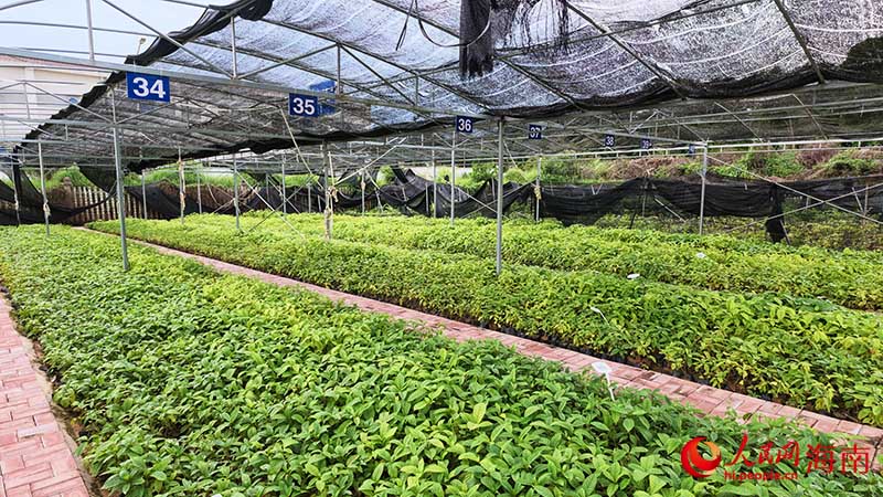 胆木育苗苗圃。人民网记者 牛良玉摄