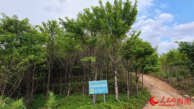 胆木种植基地内,一批胆木已是成树。人民网记者 牛良玉摄