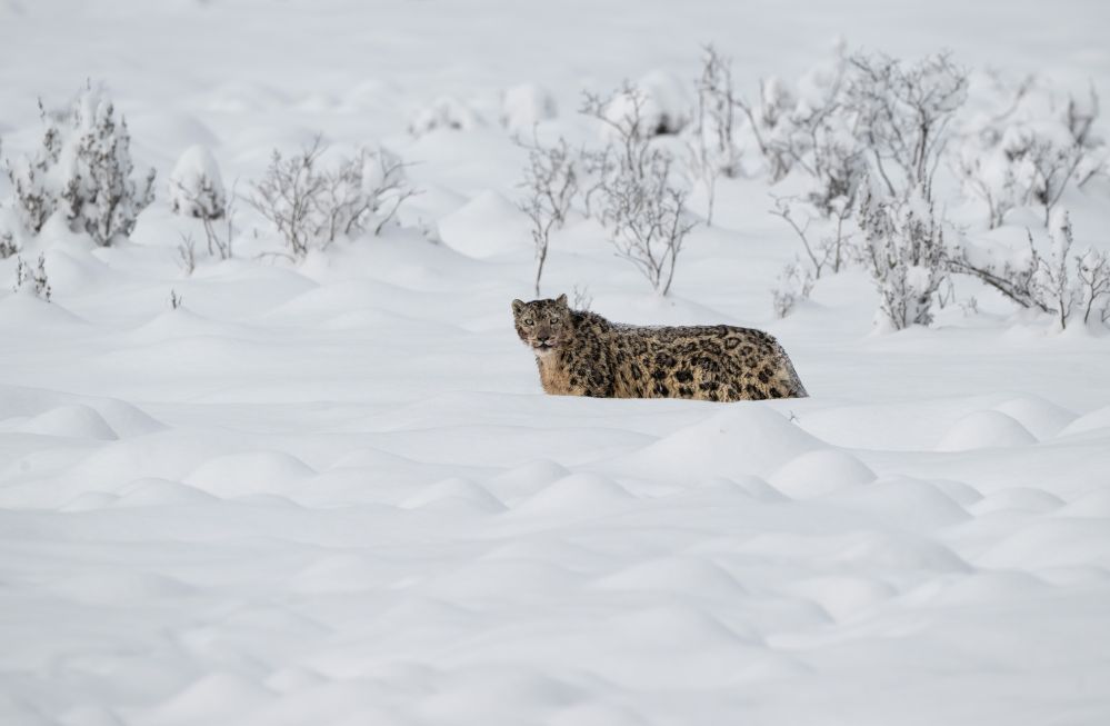你们好，imToken下载我是雪豹