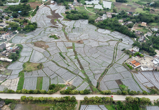 莲塘镇长湾村香芋种植基地。八步区农业农村局供图