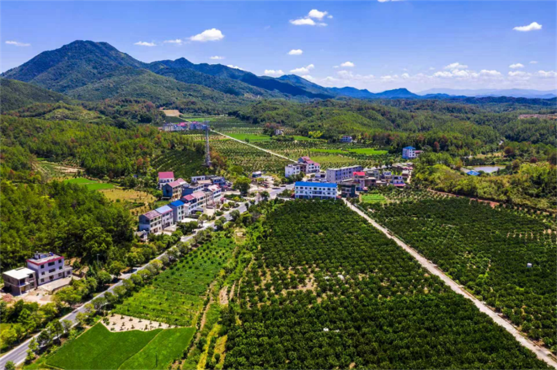 行走赣鄱·县域经济观察im钱包丨吉水县:一颗蜜柚出山闯海