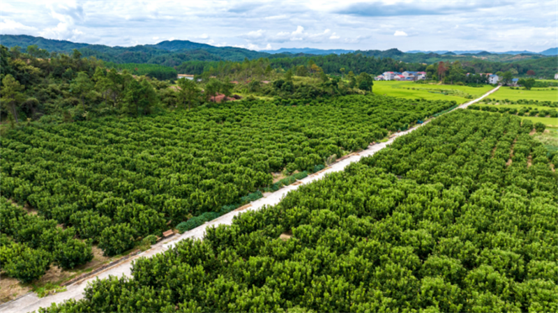 行走赣鄱·县域经济观察im钱包丨吉水县:一颗蜜柚出山闯海
