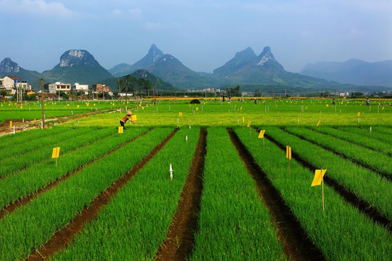 三都镇万亩香葱种植基地。代梓阳摄